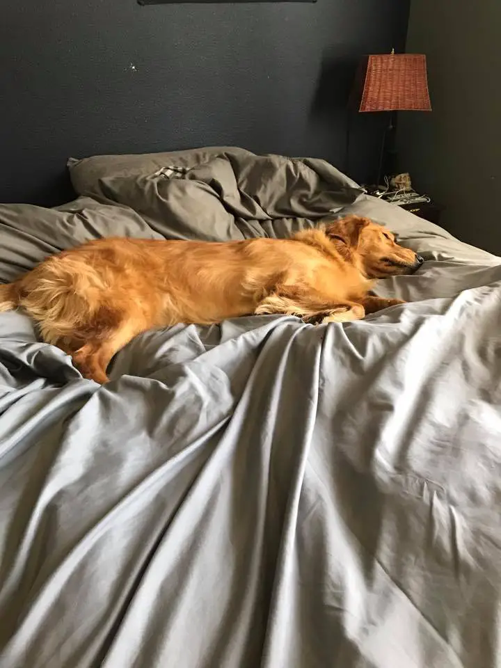 A Golden Retriever lying on the bed