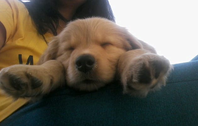 A Golden Retriever puppy sleeping on top of the lap a woman