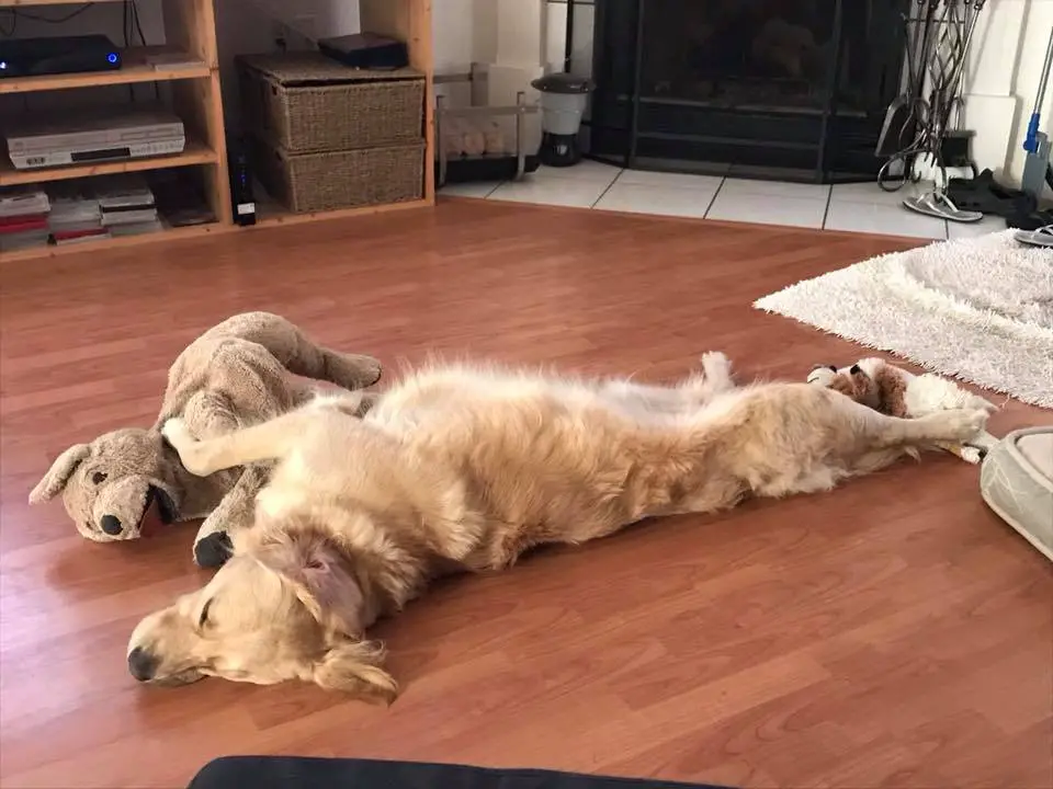 A Golden Retriever sleeping on the floor with its stuffed toy
