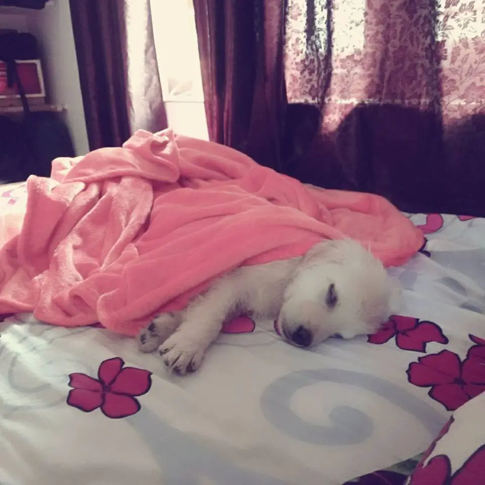 A Golden Retriever puppy lying on the bed under a pink blanket