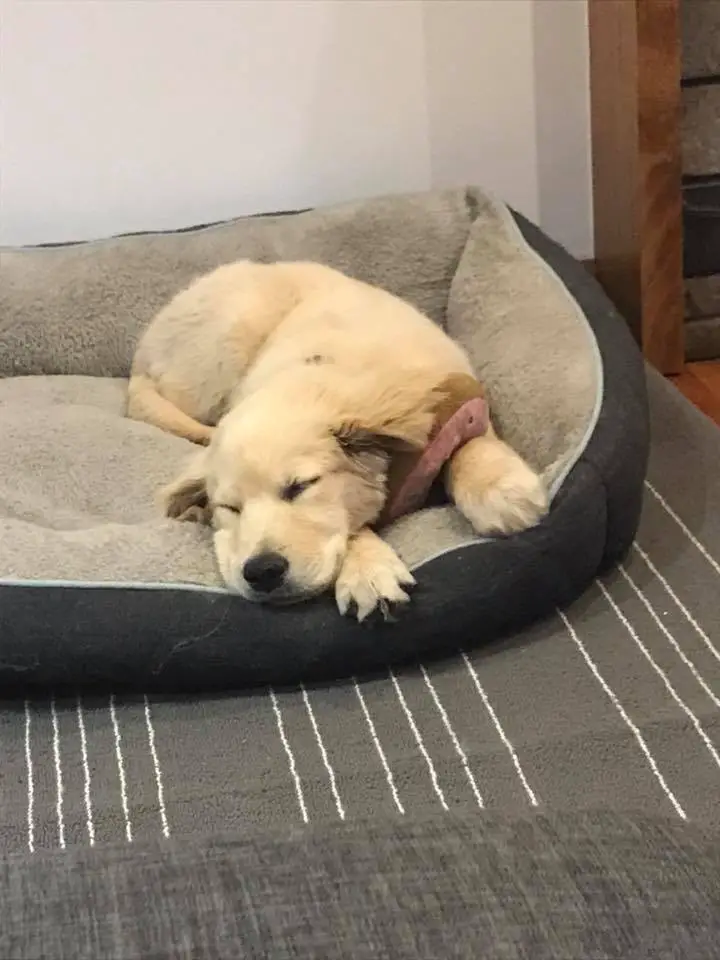A Golden Retriever puppy sleeping on its bed