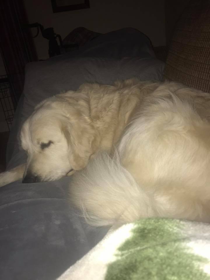 A Golden Retriever sleeping on its bed at night