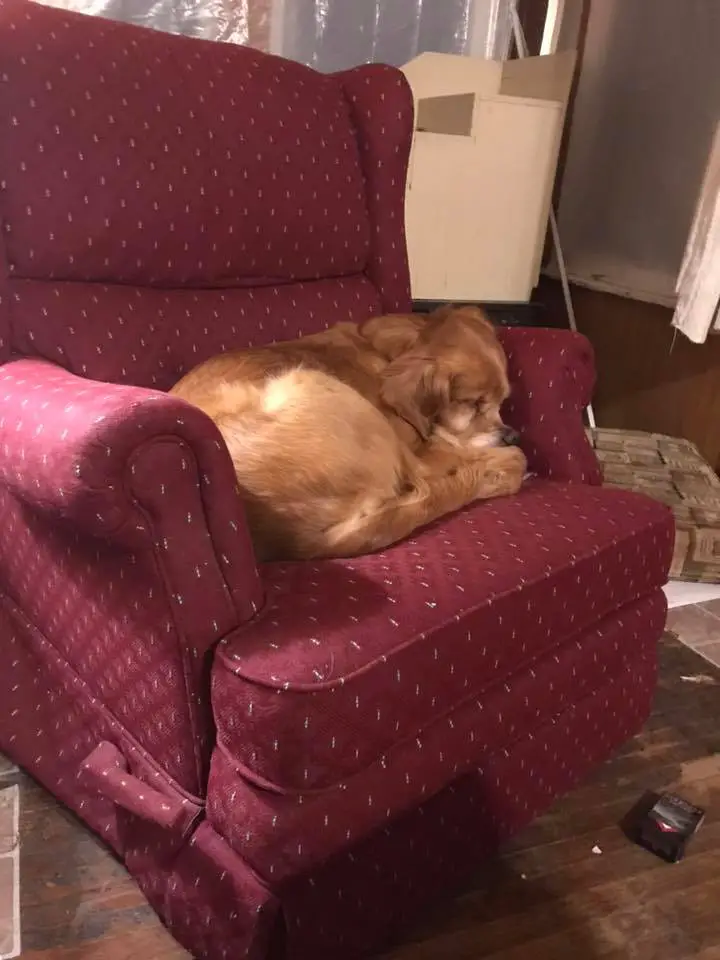 A Golden Retriever sleeping on the chair