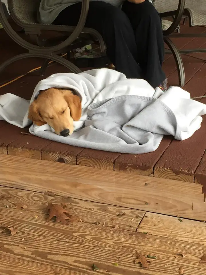 A Golden Retriever wrapped in a blanket while sleeping on the floor
