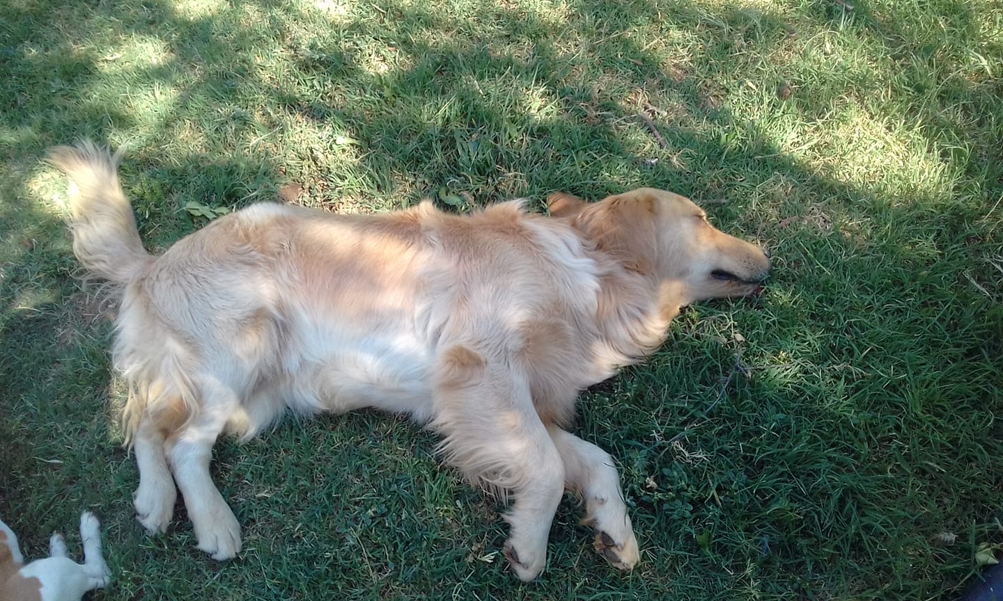 A Golden Retriever lying on the grass
