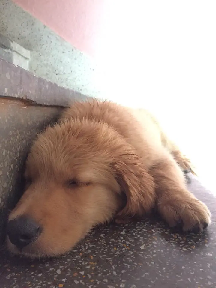 A Golden Retriever puppy sleeping on the stairs