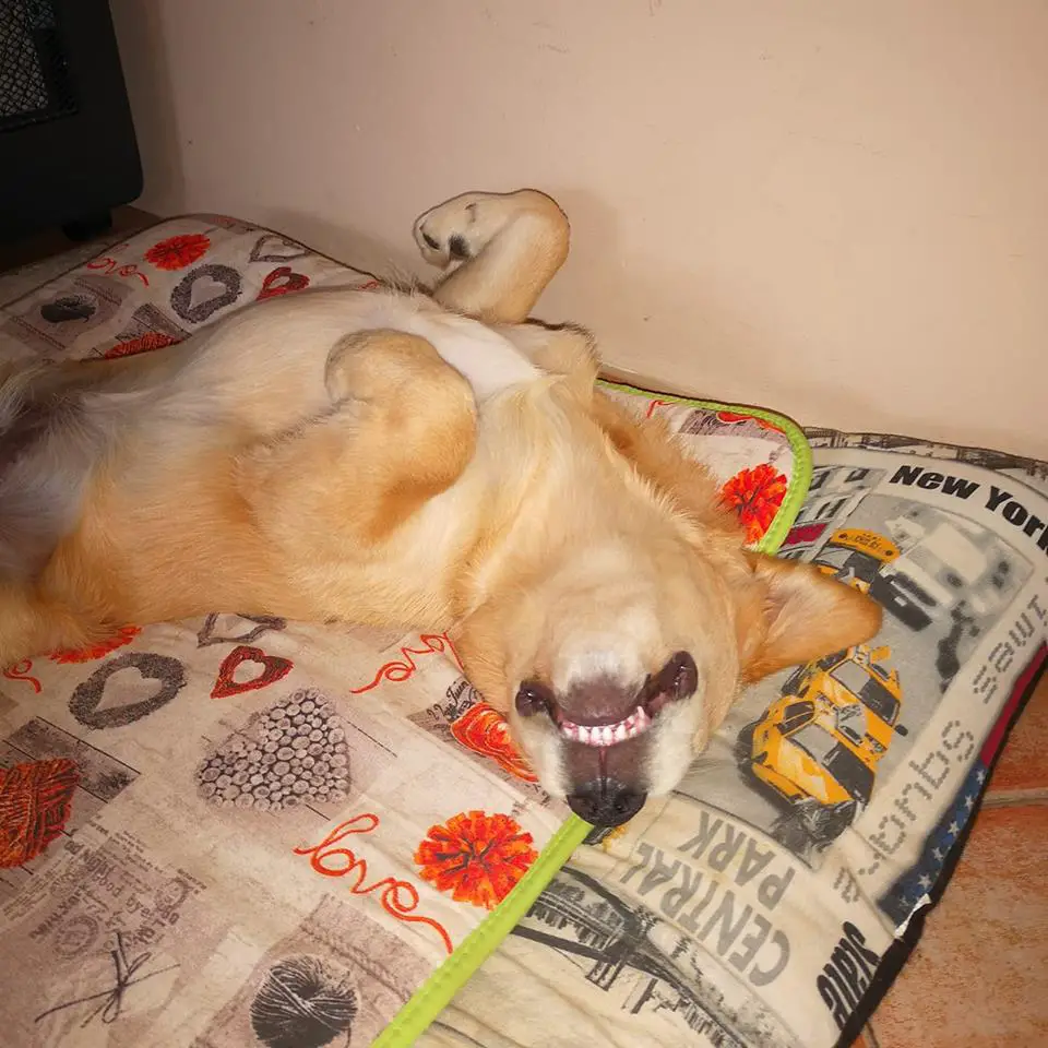 A Golden Retriever lying on its back sleeping on the bed