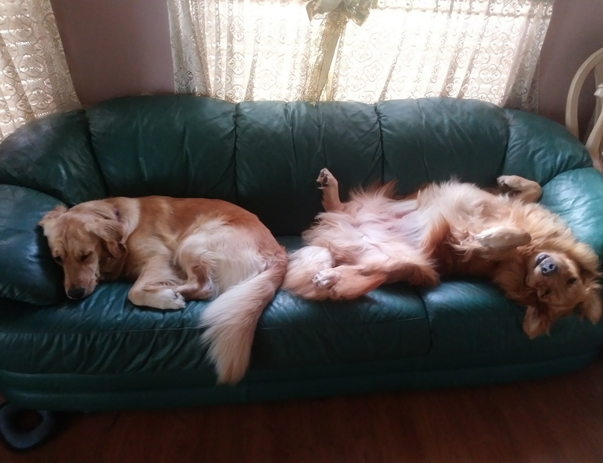 two Golden Retrievers lying sleeping on the couch