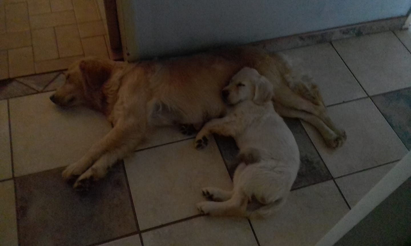 An adult and puppy Golden Retriever sleeping on the floor