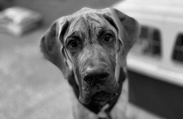 great danes of instagram