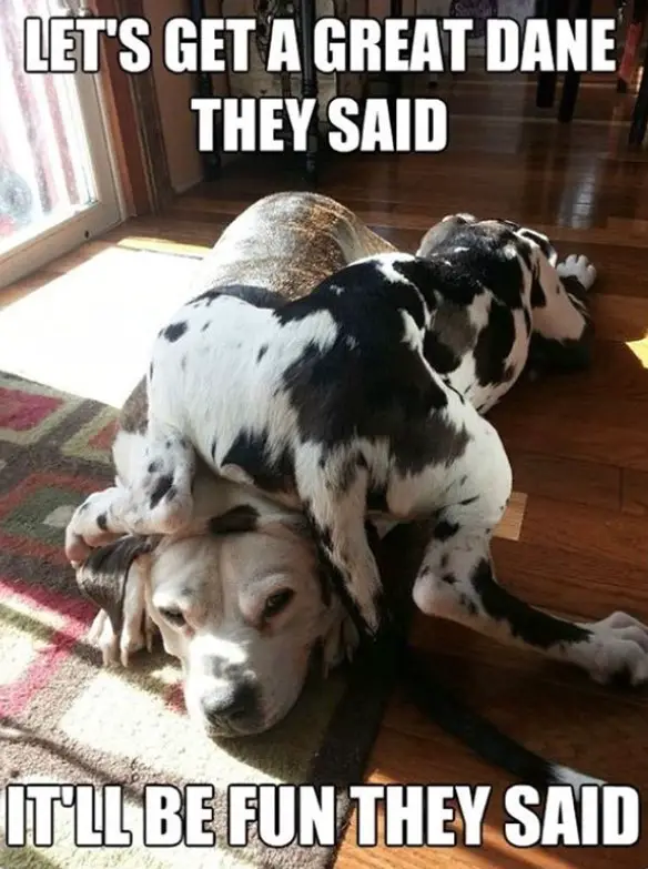 A Great Dane lying on top of a dog sleeping on the floor photo with text - Let's get a great dane they said, it will be fun they said