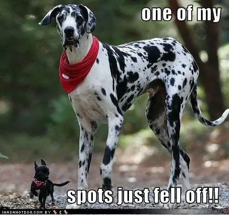 A Great Dane walking in the forest with a small black chihuahua photo with text - One of my spots just fell off!