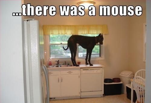 A Great Dane standing on top of the kitchen counter photo with text- there was a mouse