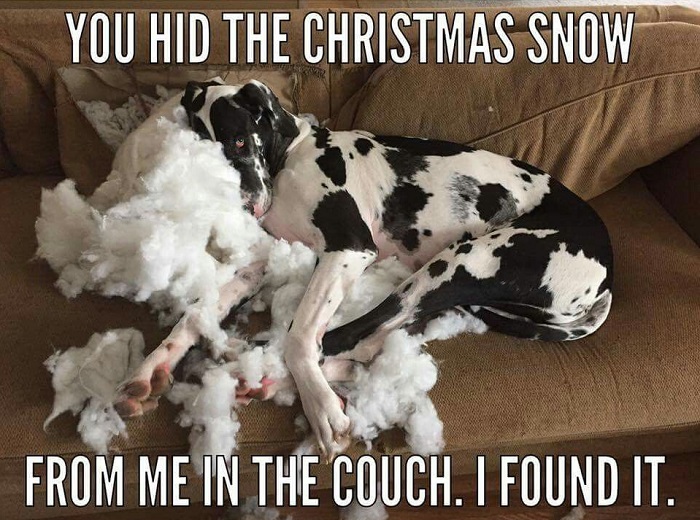 A Great Dane lying on the couch with foam fillers photo with text - You hid the christmas snow from me in the couch. I found it.