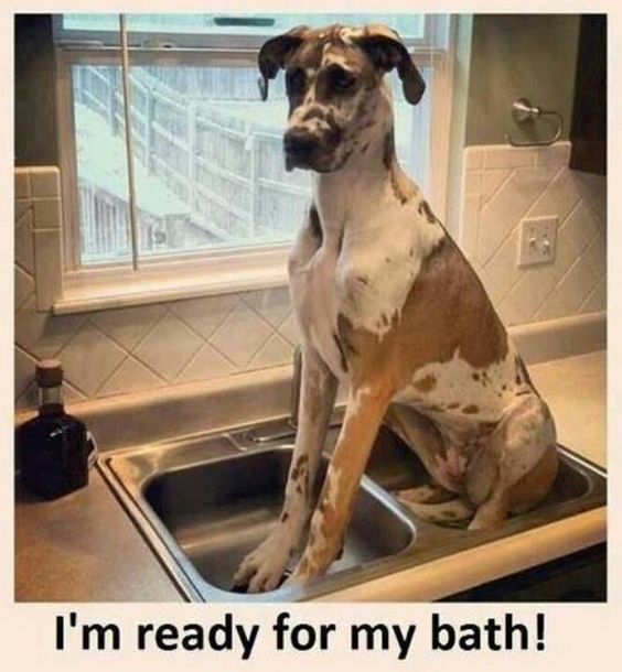 A Great Dane sitting in the sink photo with text - I'm ready for my bath!