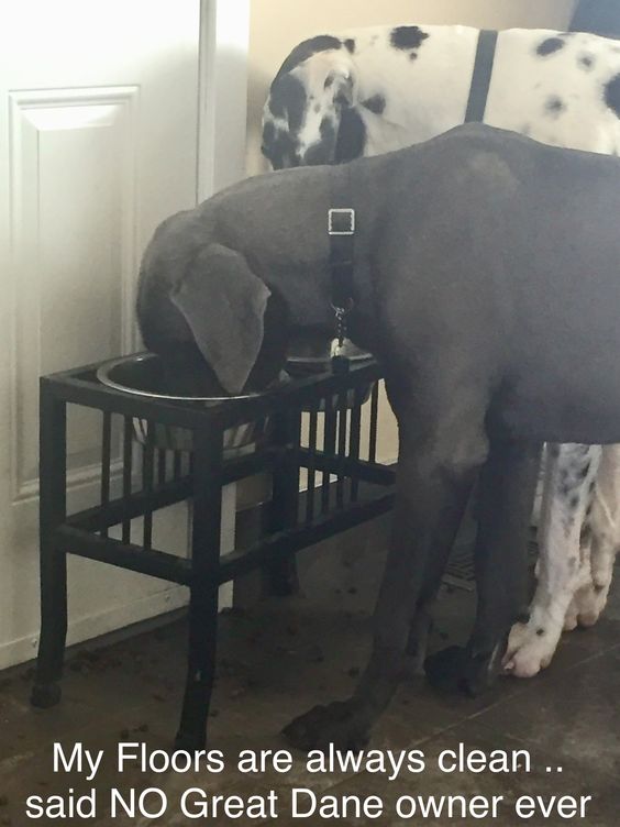 two Great Danes eating from their food photo with text - My floor are always clean.. said no Great Dane owner ever