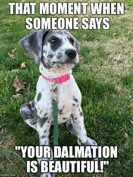 A Great Dane puppy sitting on the grass photo with caption - That moment when someone says 