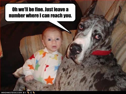 A Great Dane lying on the chair next to a child photo with text - Oh we'll be fine. Just leave a number I can reach you