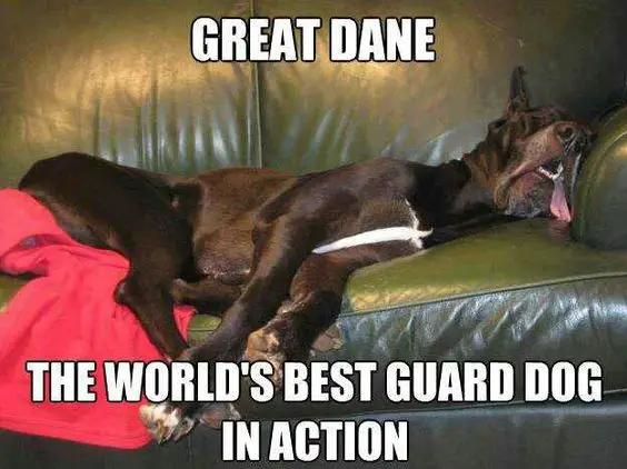 A Great Dane sleeping on the bed with its tongue out photo with text - Great Dane, world's best guard dog in action