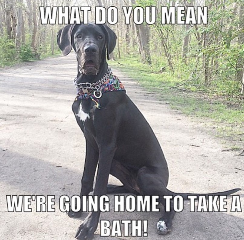 A Great Dane sitting on the road with its surprised face photo with text - what do you mean we're going home to take a bath!