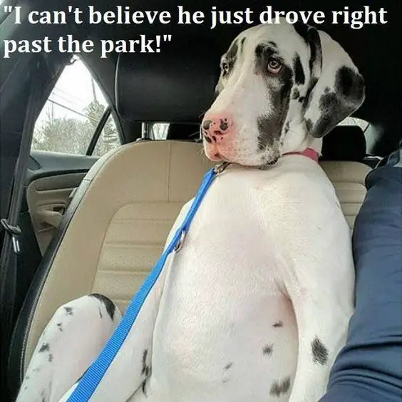 A Great Dane sitting in the passenger seat with its sad face photo with caption - I can't believe he just drove right past the park!