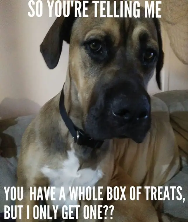 A Great Dane lying on the couch with its sad face photo with text - So you're telling me you have a whole box of treats, but I only get one?
