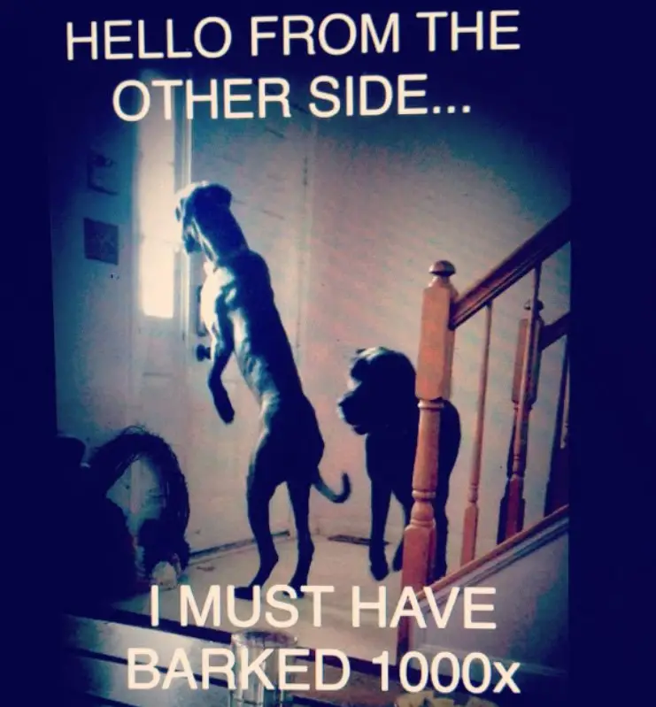 two Great Danes in the front door photo with text - hello from the other side.. I must have barked 1000x