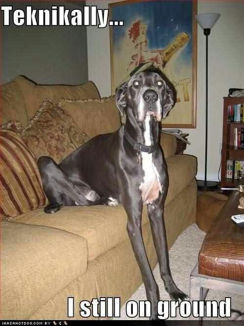 A Great Dane on the couch with its front legs standing on the floor photo with text - teknikally... I still on the ground