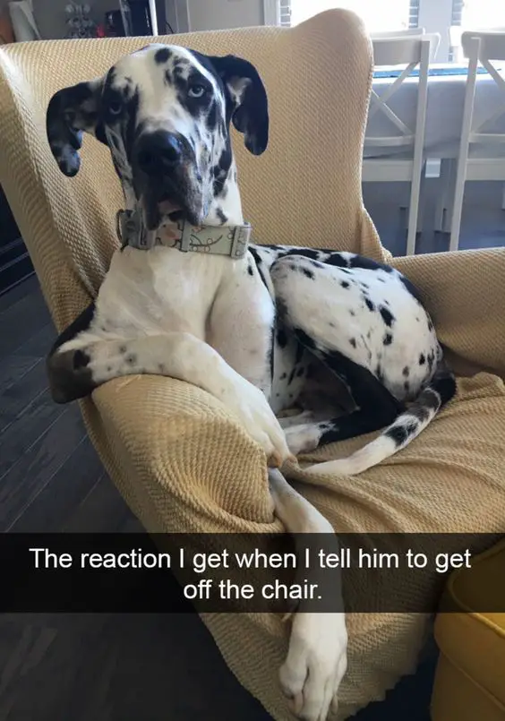 A Great Dane sitting on the chair with its grumpy face photo with caption - The reaction I get when I tell him to get off the chair