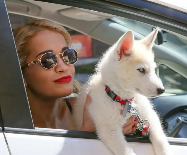 Rita Ora inside the car window with her Siberian Husky puppy