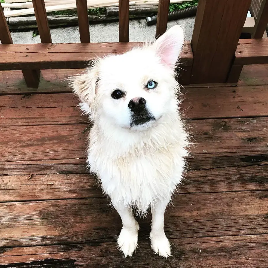 A wet white Husky Pug mix sitting in the balcony with its one ear up