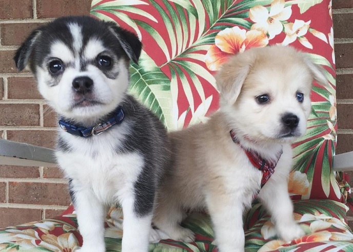 husky pug mix hug