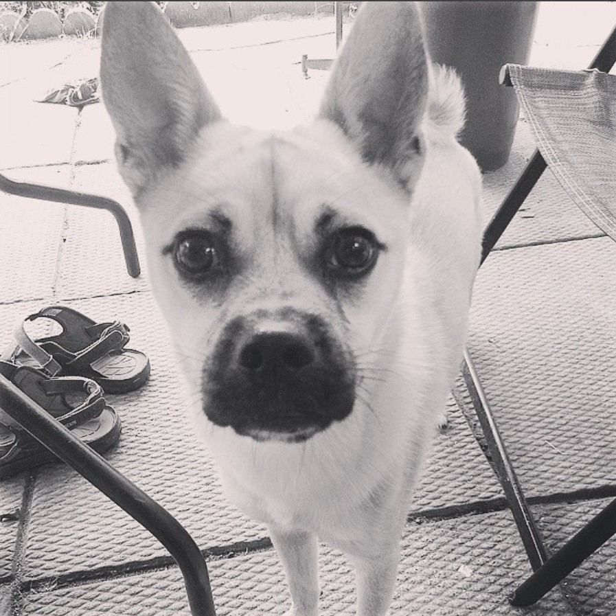 A black and white photo of a Husky Pug mix standing on the floor with its begging face