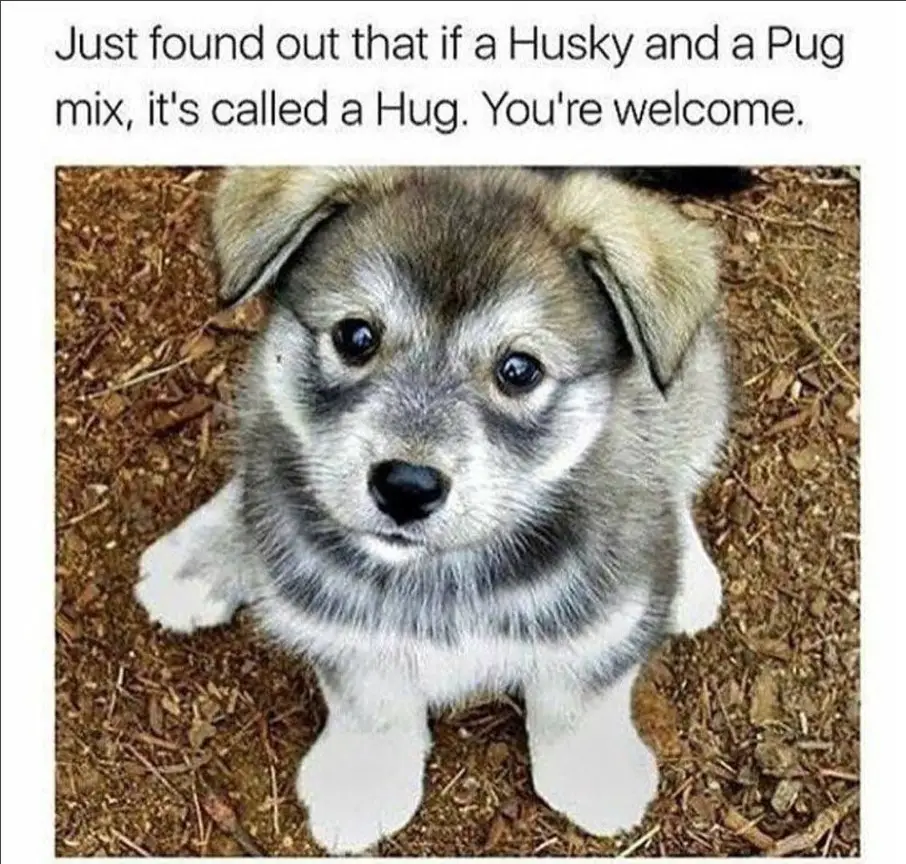 A Husky Pug mix puppy sitting on the ground photo with caption - Just found out that if a Husky and a Pug mix, it's called a Hug. You're welcome.