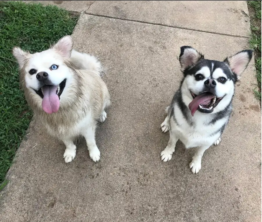 two Hug sitting on the pavement while smiling with their tongues out