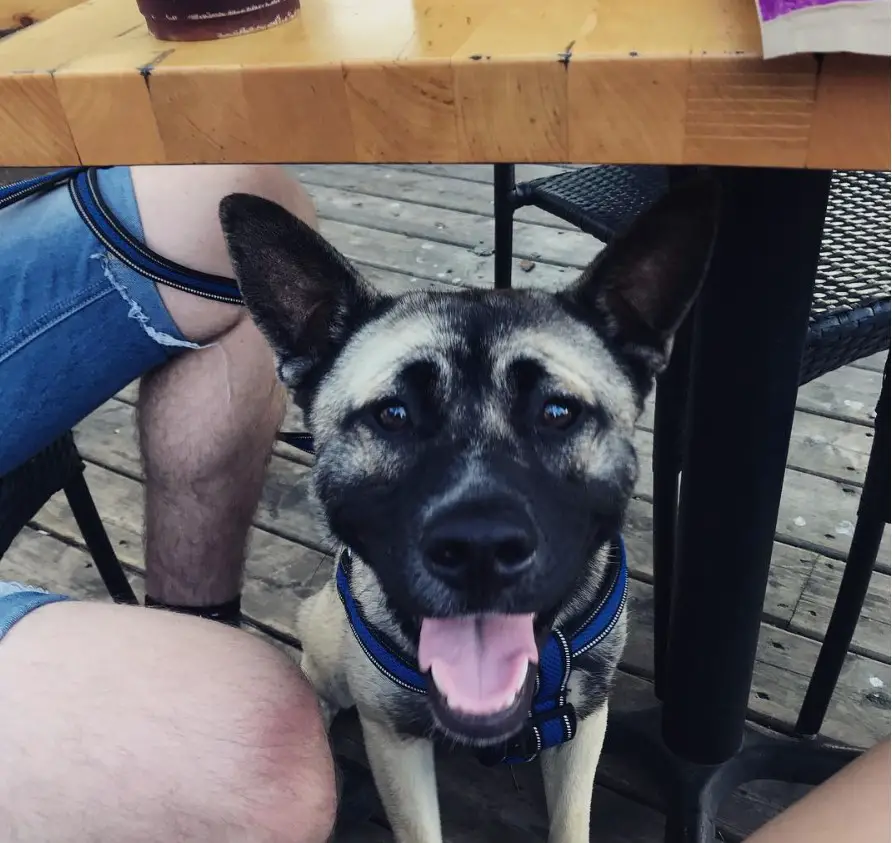 A Husky Pug mix sitting under the table while smiling