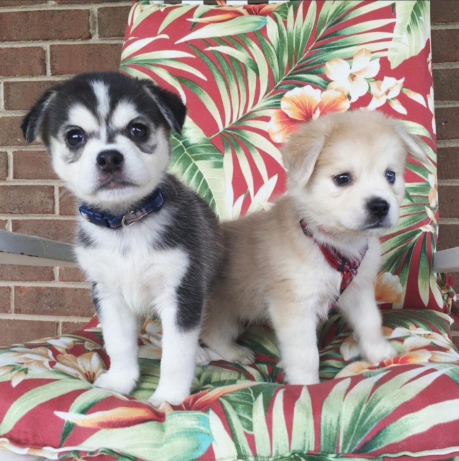 two Hug puppies sitting on top of the chair