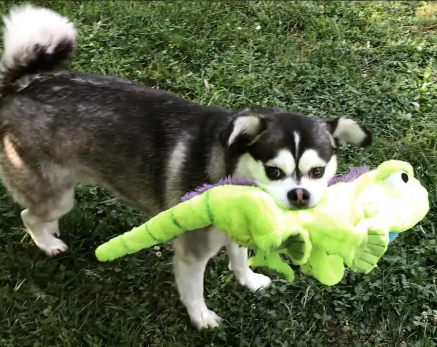 A Husky Pug mix standing in the yard with its dinosaur stuffed toy