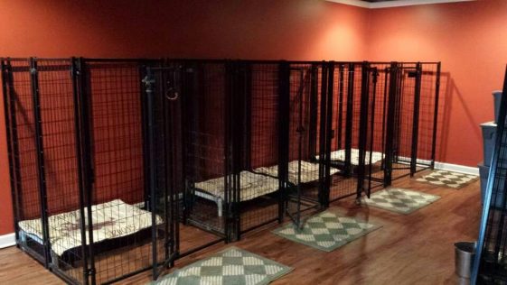 indoor dog kennel in red walls