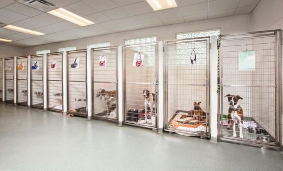 dog kennel with dogs inside