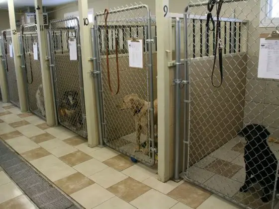 indoor dog kennel ideas with dogs ideas