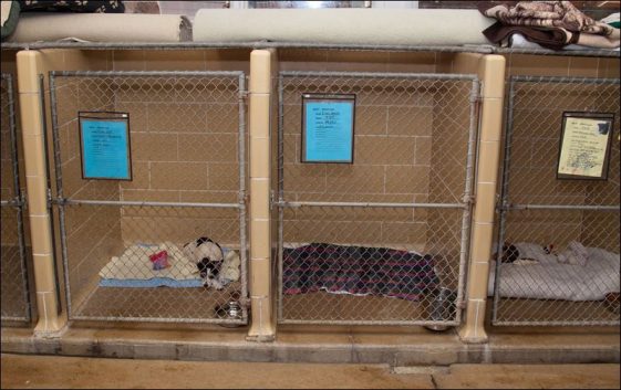 indoor dog kennel with sleeping dogs