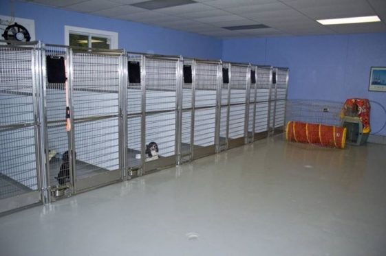 indoor dog kennel ideas