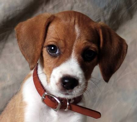 adorable Jack-A-Bee puppy wearing a brown collar