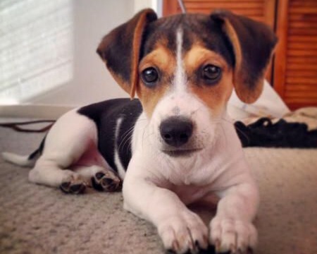 jack russell beagle