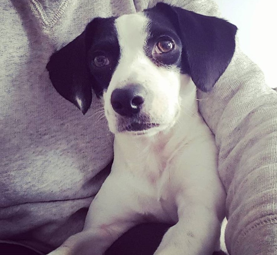 Jack-A-Bee lying under the arms of a person while staring its big brown eyes