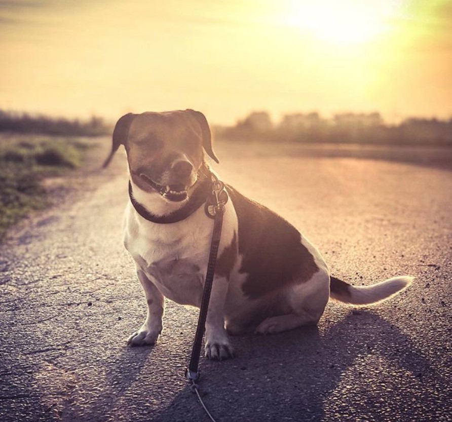 Jack-A-Bee sitting in the road on a sunset