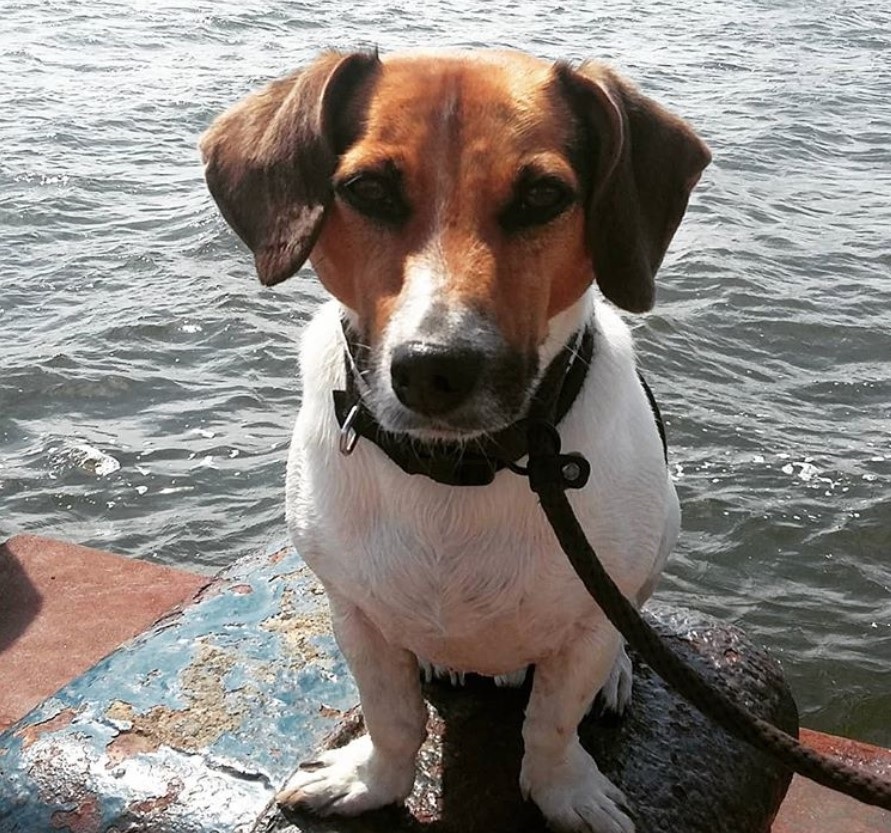  Jack-A-Bee sitting by the ocean