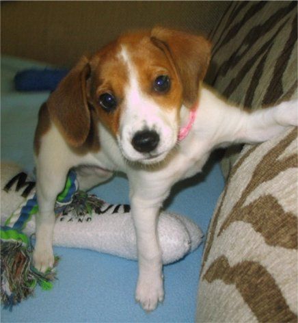 Jack-A-Bee puppy standing on the bed