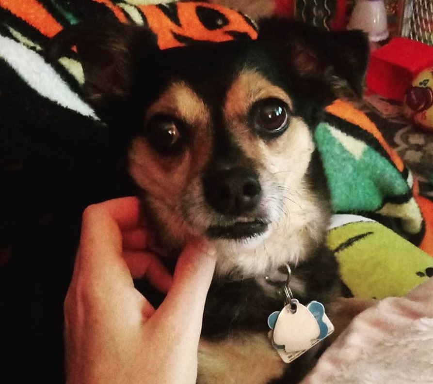 hand of a person touching the face of a Jack Russell Chihuahua mix dog lying on the bed